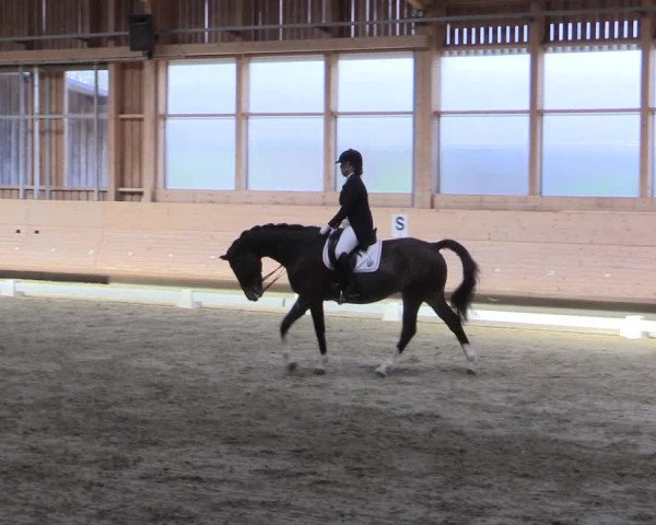 Reitturnier Leudelange-Ecuries des Prés 2017