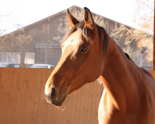 dressage horse Royal Diva K (Württemberger, 2010, from Rulaman)
