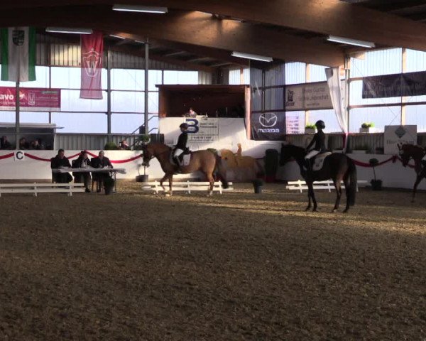 Reitturnier Rhede-Krommert 2017