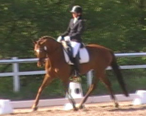 Dressurpferd Brightly (Trakehner, 2011, von Kentucky)