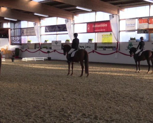 Reitturnier Rhede-Krommert 2017