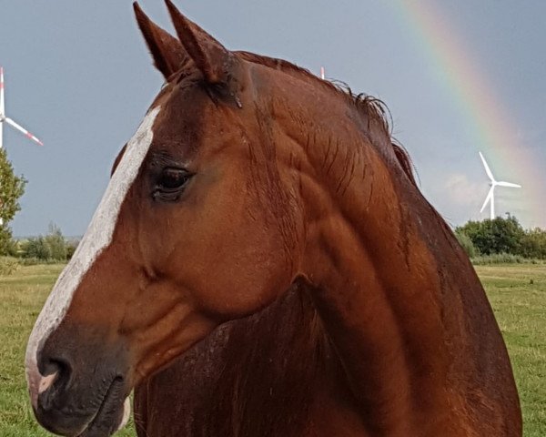 broodmare Eisfee (Hanoverian, 2001, from Escudo I)