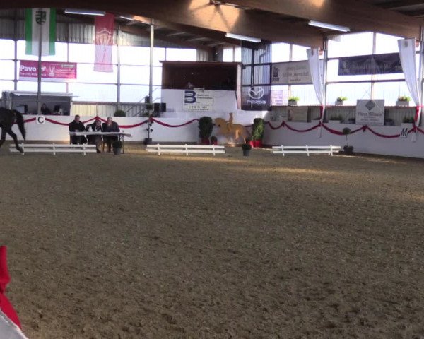 Reitturnier Rhede-Krommert 2017