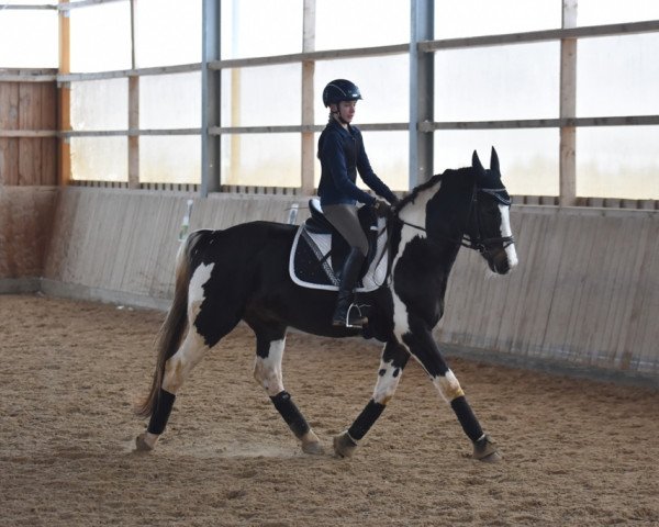 dressage horse Sunray in May (Zweibrücken, 2007, from Semper)