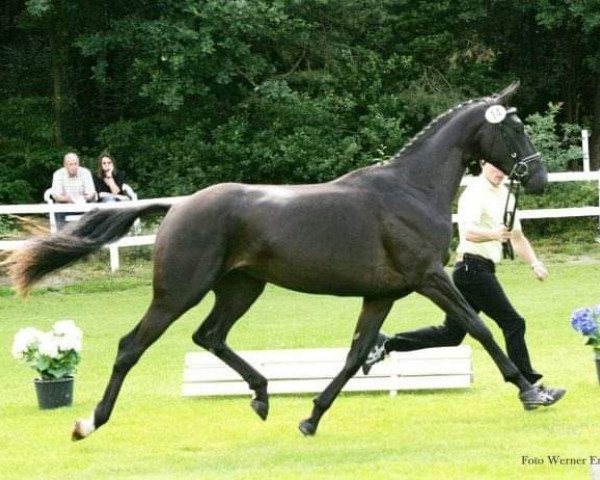 broodmare Star Light (Hanoverian, 2006, from Silvio I) broodmare Star Light (Hanoverian, 2006, from Silvio I)