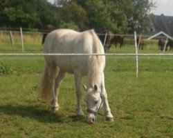 dressage horse Four Seasons Bandit (Welsh-Cob (Sek. C), 2003, from Thers Billy Budd)