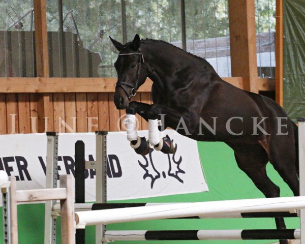 horse Havida Kara (Trakehner, 2012, from All Inclusive)