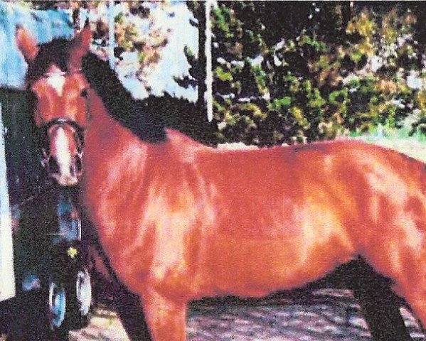 jumper Lambada 225 (Oldenburg, 2007, from Lordanos)