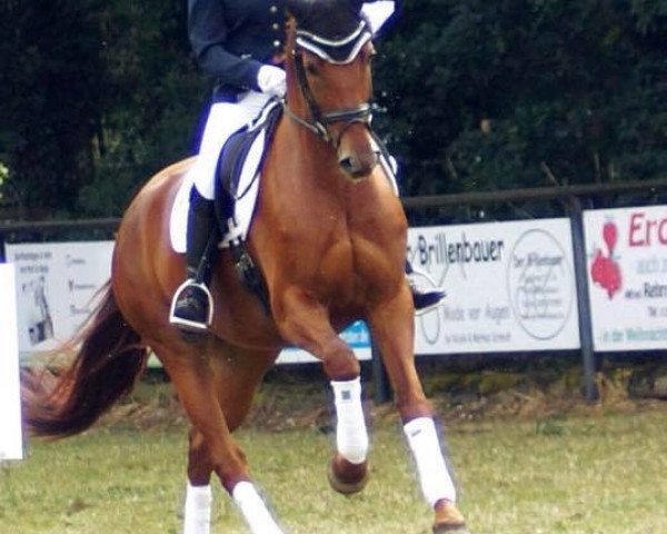 broodmare Séla Si (Oldenburg, 2013, from Susu's Boy)