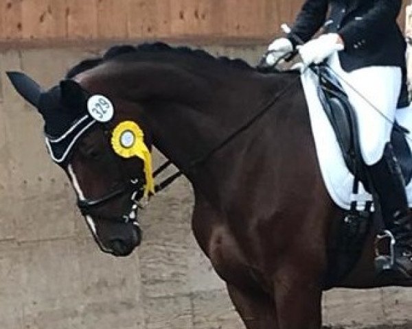 Springpferd Quentchen Gluck 15 (Hannoveraner, 2011, von FRH Quaid)