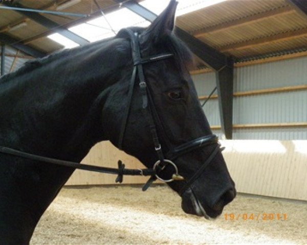 horse Django (Hanoverian, 2006, from de Noir 3)