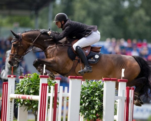 jumper Calcourt Falklund (anglo european sporthorse, 2005, from Oklund)