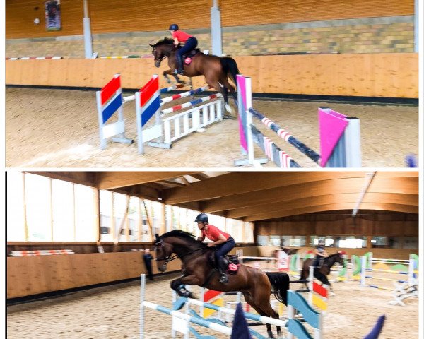 jumper Cassio Peia (Holsteiner, 2010, from Cariano)