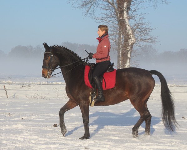 broodmare Grand Esperance RMO (Oldenburg, 2011, from Last Mans Hope)