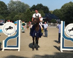 Springpferd Singu (Holsteiner, 2009, von Singulord Joter)