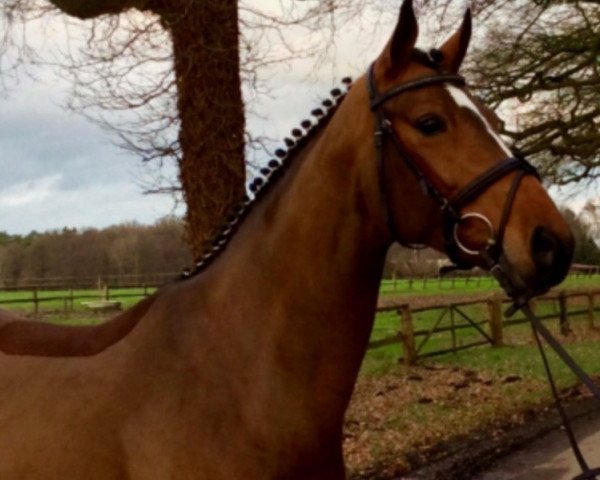 dressage horse Glen-Moray H (Hanoverian, 2009, from Goldfever II)