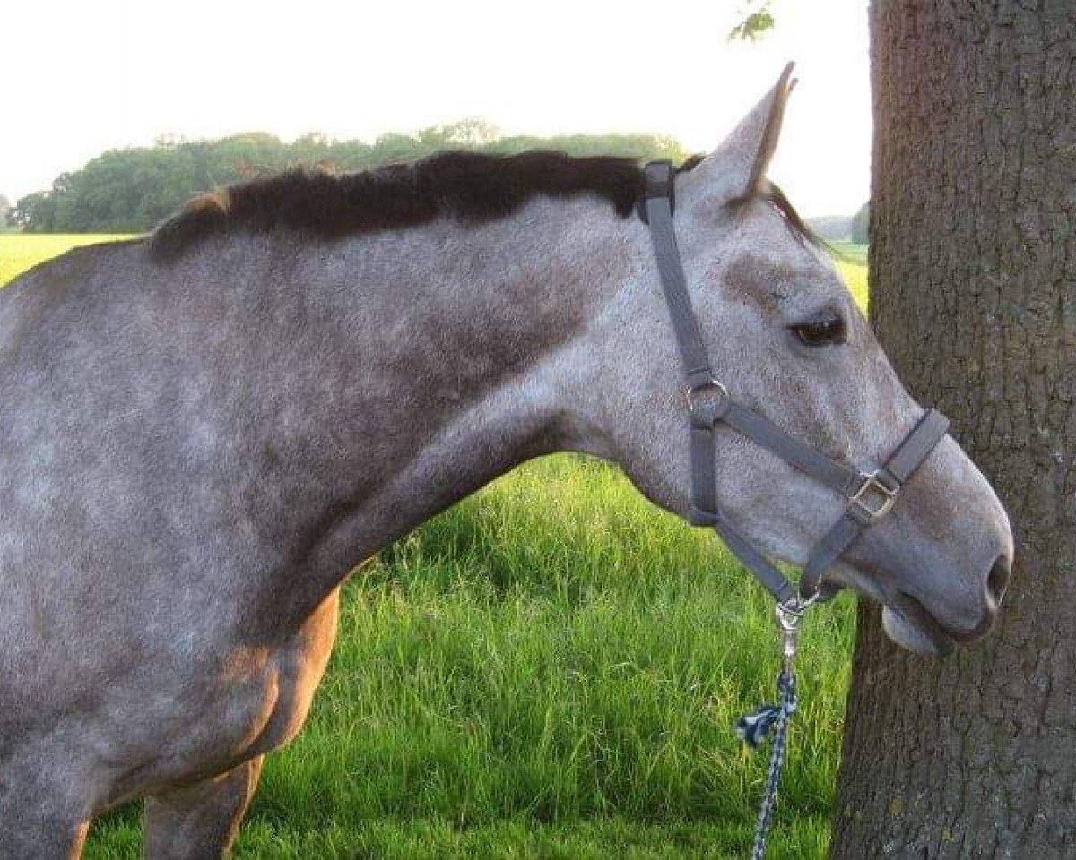 horse Roca la Vida (Westphalian, 2006, from Bmc Roman Nature)