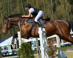 jumper Arcos Z (Zangersheide riding horse, 2001)
