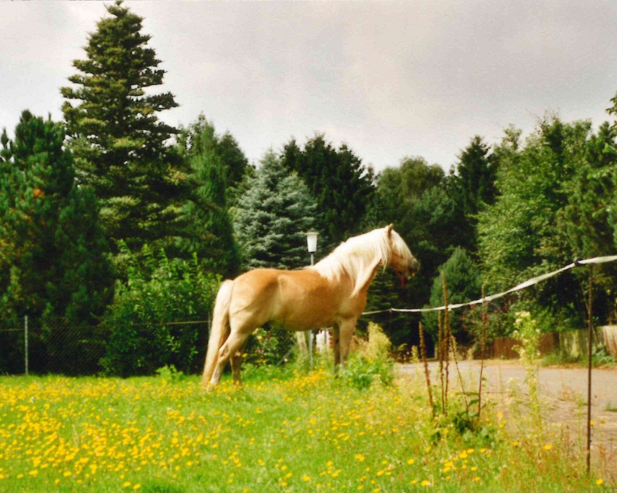 Cheval Waldmann (Haflinger, 1988, de Wico)