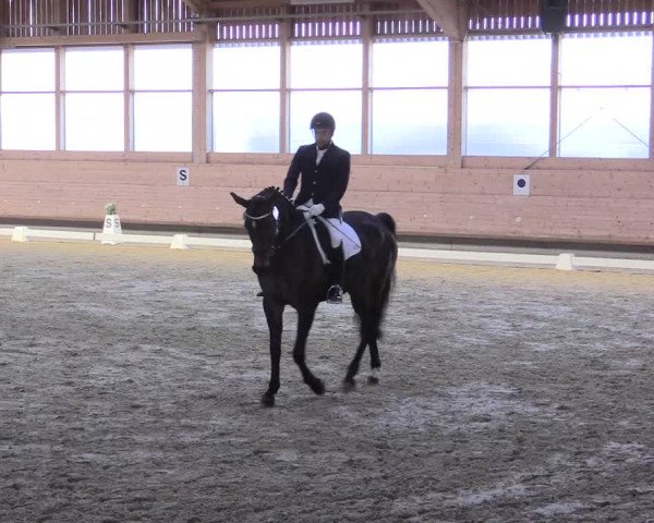 Reitturnier Leudelange-Ecuries des Prés 2017