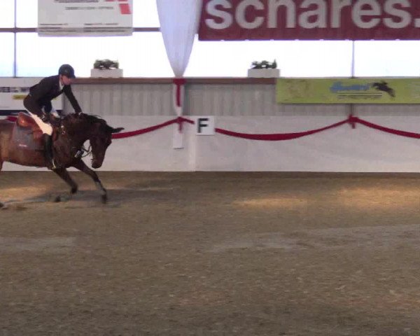 Reitturnier Rhede-Krommert 2017