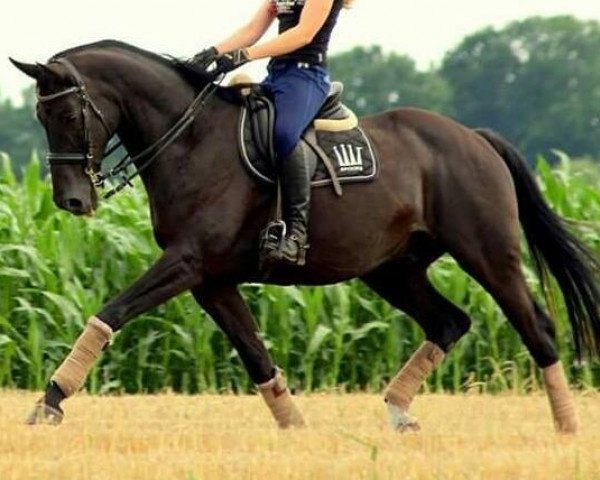 Dressurpferd Pico (Hannoveraner, 2001, von Prince Thatch xx) Dressurpferd Pico (Hannoveraner, 2001, von Prince Thatch xx)