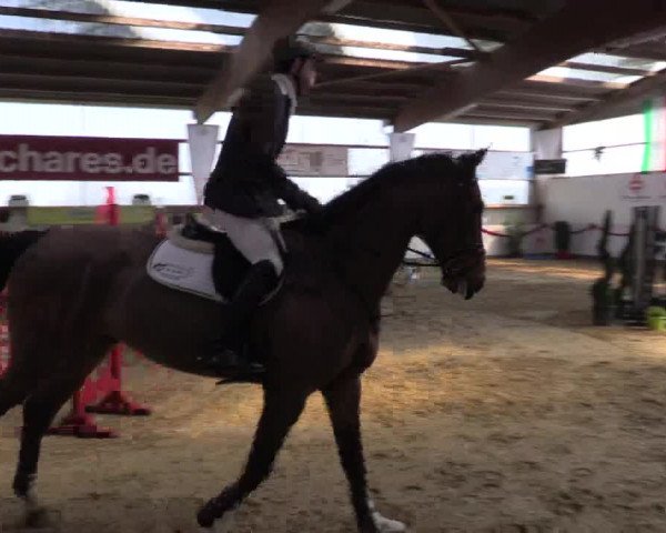 Reitturnier Rhede-Krommert 2017