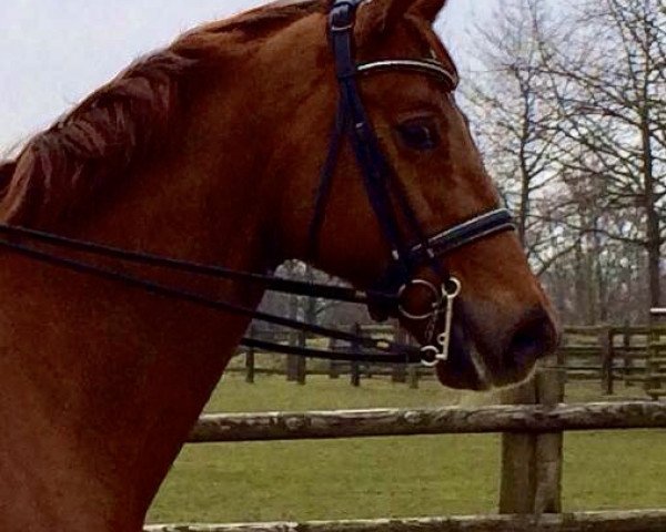dressage horse Liberta 8 (Hanoverian, 2003, from Lauries Crusador xx)