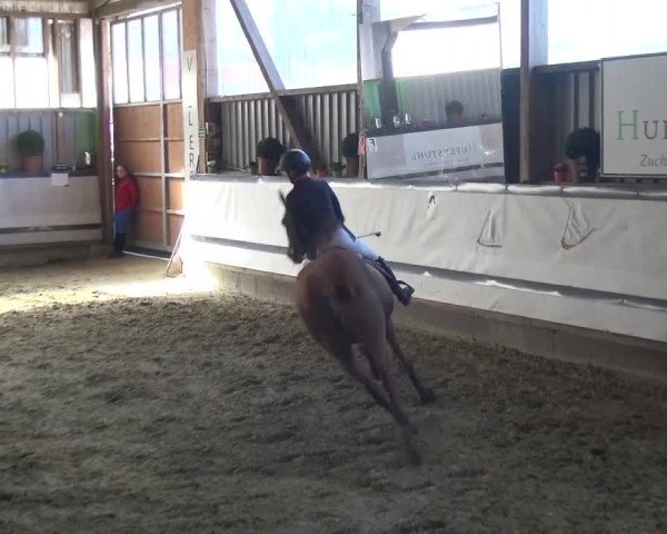 Reitturnier Lindlar-Süttenbach 2017