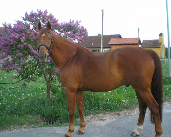 horse Giotto 32 (Hanoverian, 1995, from Grundstein II)