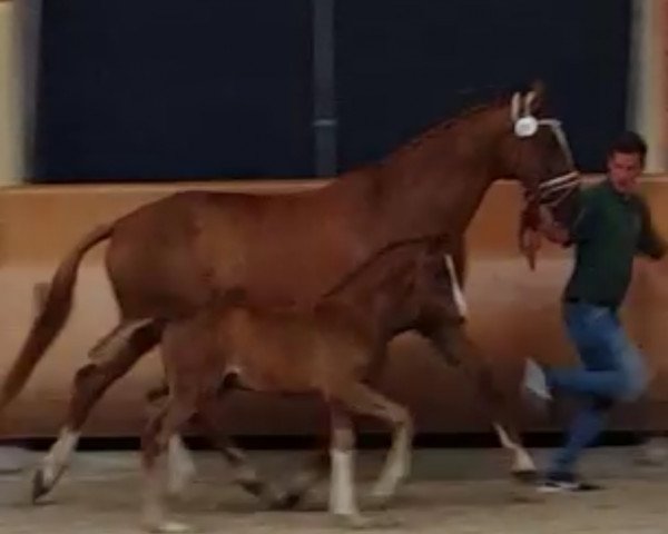 Dressurpferd Freddie's Fedor (Hannoveraner, 2018, von Freddie Mercury 2)