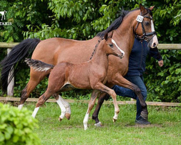 Pferd Deichkind R (Deutsches Reitpony, 2018, von Del Estero NRW)