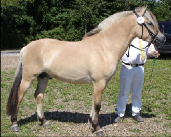 stallion Donau Tidselbjerg (Fjord Horse, 2004, from Frederik Skovå) stallion Donau Tidselbjerg (Fjord Horse, 2004, from Frederik Skovå)