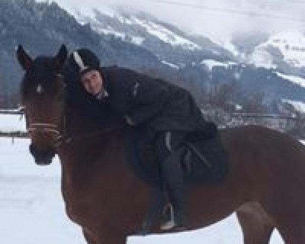 horse Lyonesse (Austrian Warmblood, 2015, from Scuderia)