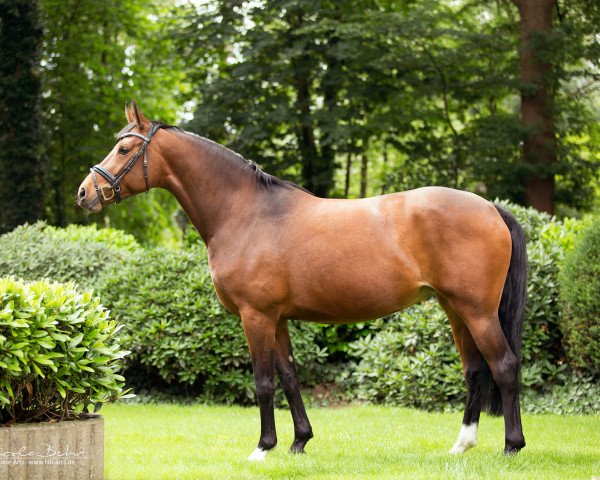 broodmare Ambra (Oldenburg, 2010, from Belissimo NRW)