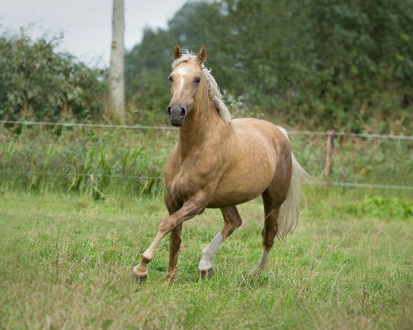 broodmare Sabine (Nederlands Welsh Ridepony, 2006, from Veenstra's Promise)