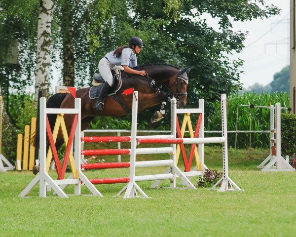 broodmare Lilly 378 (Mecklenburg, 2005, from Landjonker (Fruhling))