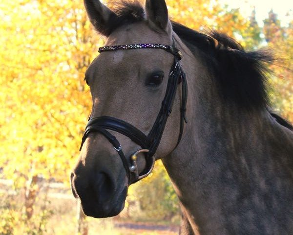 dressage horse Fairytale B (Irish Sport Horse, 2010, from Gwennic de Goariva)