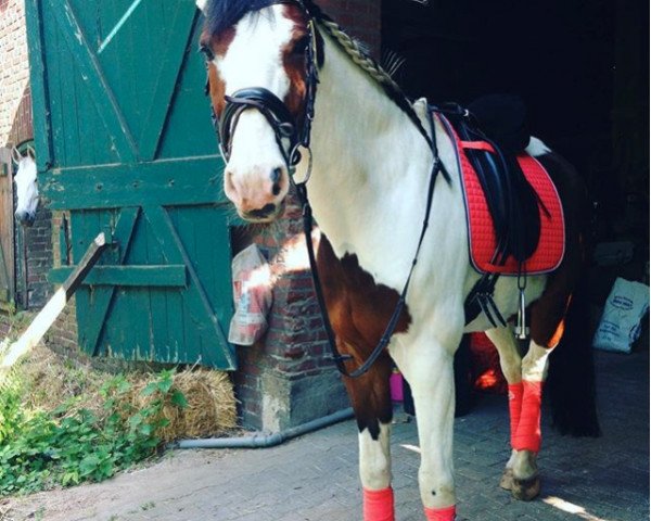 Pferd Icorado (Rheinländer, 2004, von Acorado's Ass)