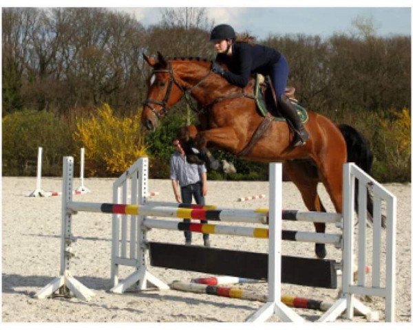 jumper Merald van het Rozenhof (Belgian Warmblood, 2012, from Emerald van 't Ruytershof)
