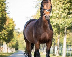 dressage horse Peppina 26 (Westphalian, 2005, from Piano II)