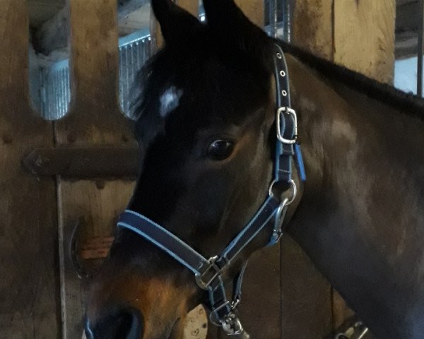 Broodmare Diva (German Riding Pony, 2014, from Da Vito 2)