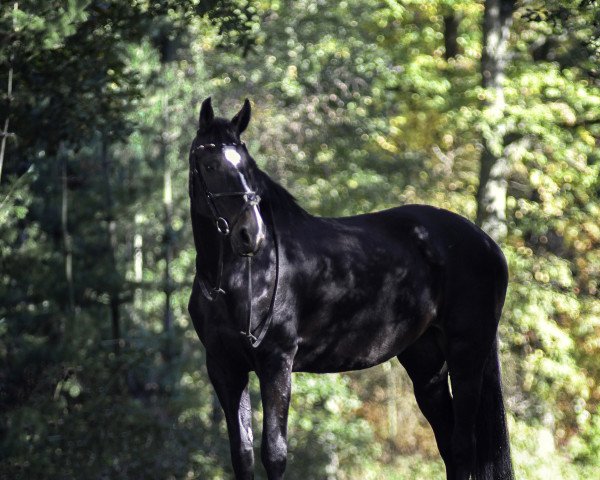 Springpferd Calistra's Compliment (Holsteiner, 2012, von Carolino)