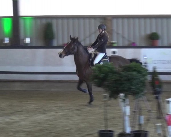 Reitturnier Lindlar-Süttenbach 2017