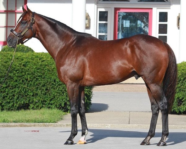 stallion War Correspondent xx (Thoroughbred, 2010, from War Front xx)