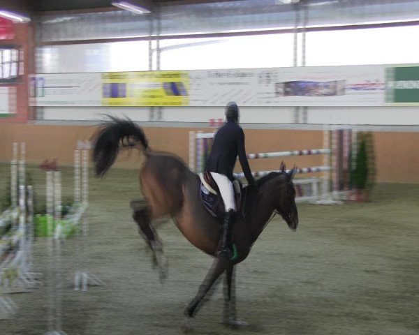 Reitturnier Altenberge 2017