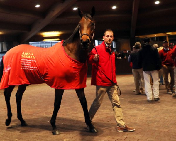 broodmare Abel Tasman xx (Thoroughbred, 2014, from Quality Road xx)