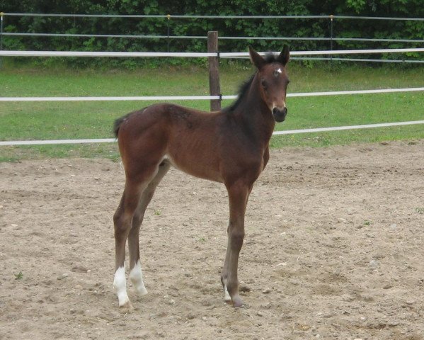 horse Quite Cool H (Hanoverian, 2011, from Quadam)