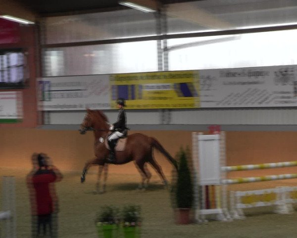 Reitturnier Altenberge 2017