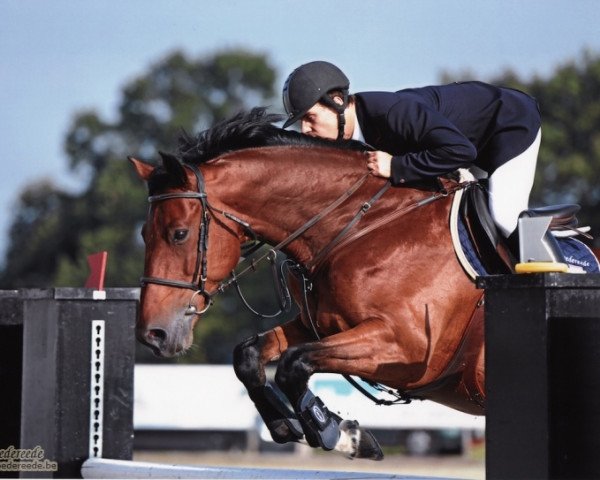 jumper Emerald de Goedereede (Belgian Warmblood, 2004, from Kannan)